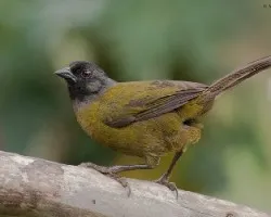 Pezopetes capitalis