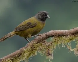 Pezopetes capitalis