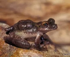 Flectonotus pygmaeus