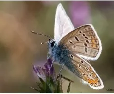 Plebejus argus