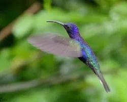 Campylopterus hemileucurus