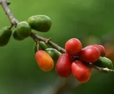 Spondias purpurea 