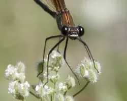 Libelula