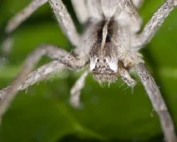 Araña