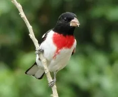 Pheucticus ludovicianus