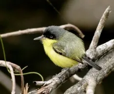 Todirostrum cinereum