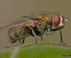 Una mosca más
