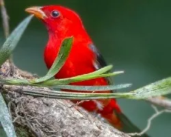 Piranga olivacea