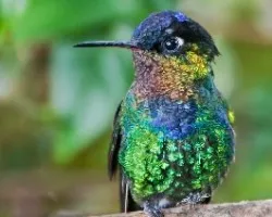 Panterpe insignis