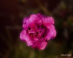 Azalea