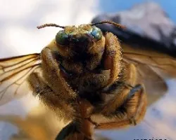 Abejorro