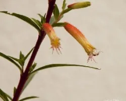 Cuphea ignea