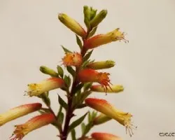 Cuphea ignea