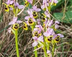 Ophrys ficalhoana