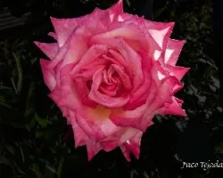 Madame meilland
