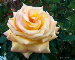 Madame meilland
