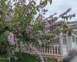 Bauhinia variegata