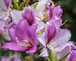 Bauhinia variegata