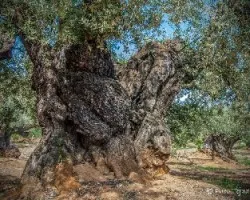 Olivo milenario