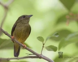 Manacus candei