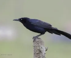 Quiscalus mexicanus