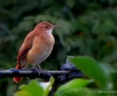 Furnarius rufus