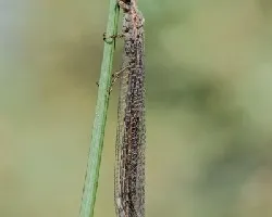 Myrmeleontidae