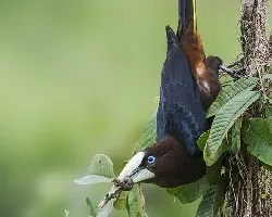 Psarocolius wagleri