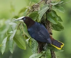 Psarocolius wagleri
