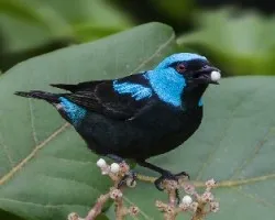 Dacnis venusta