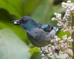 Dacnis venusta