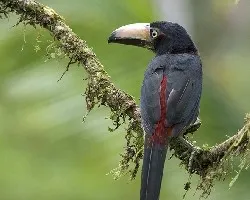 Pteroglossus torquatus