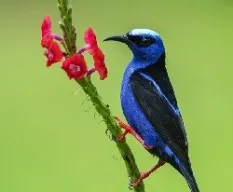 Cyanerpes cyaneus