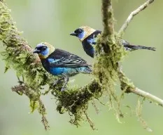 Tangara larvata