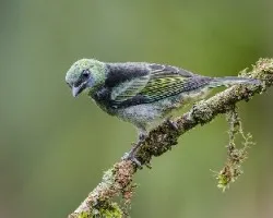 Tangara larvata