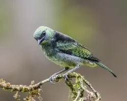 Tangara larvata