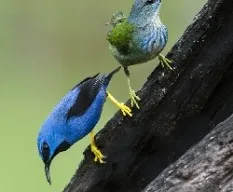 Cyanerpes lucidus