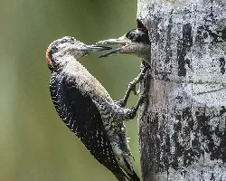 Melanerpes pucherani