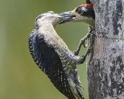 Melanerpes pucherani