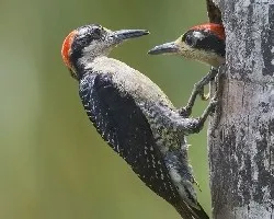 Melanerpes pucherani