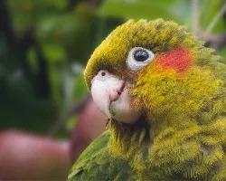Pyrrhura hoffmanni