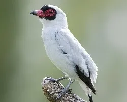 Tityra semifasciata