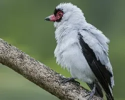 Tityra semifasciata