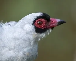 Tityra semifasciata