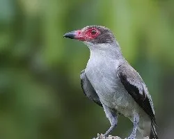 Tityra semifasciata