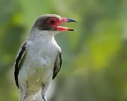 Tityra semifasciata