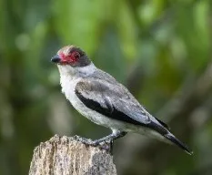Tityra semifasciata