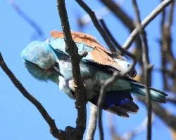 Coracias garrulus