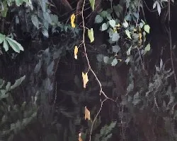 Estanque