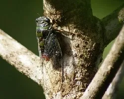 Ephippiger ephippiger